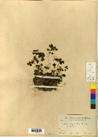 Achudemia japonica image