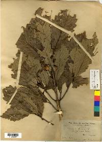 Quercus aliena image