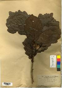 Quercus dentata image