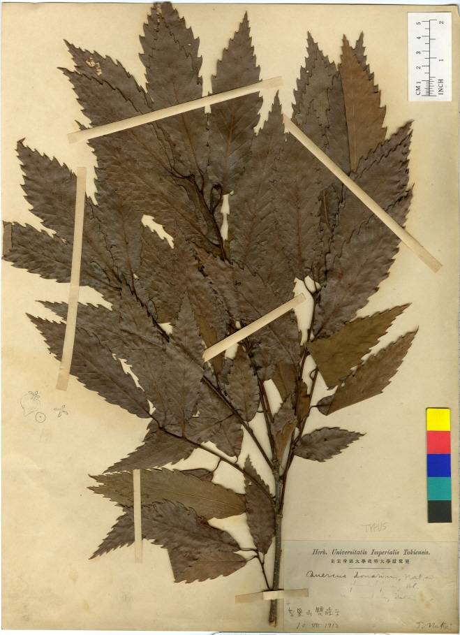 Quercus serrata image