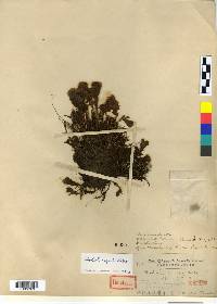 Rhodiola angusta image