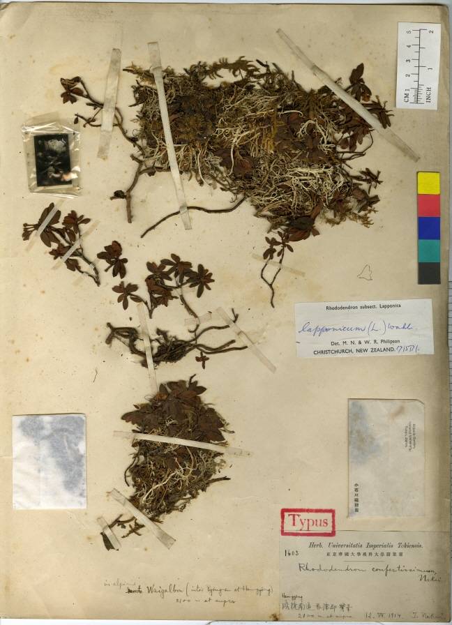 Rhododendron lapponicum image