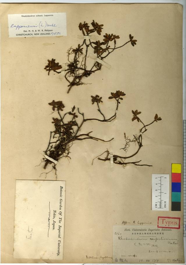 Rhododendron lapponicum image