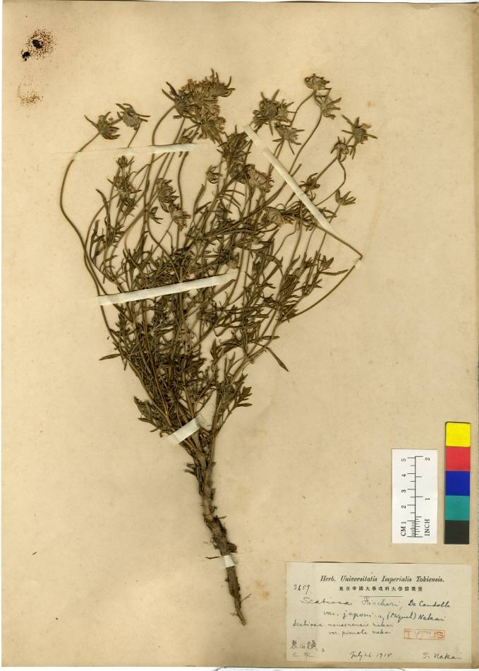 Scabiosa comosa image