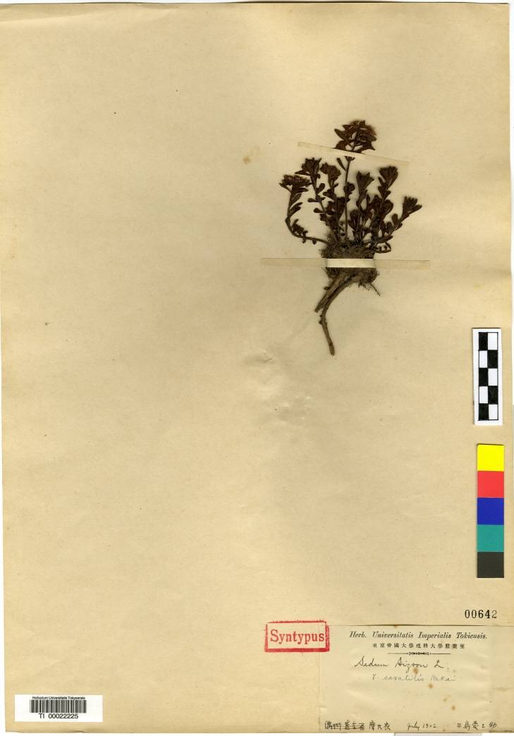 Crassulaceae image
