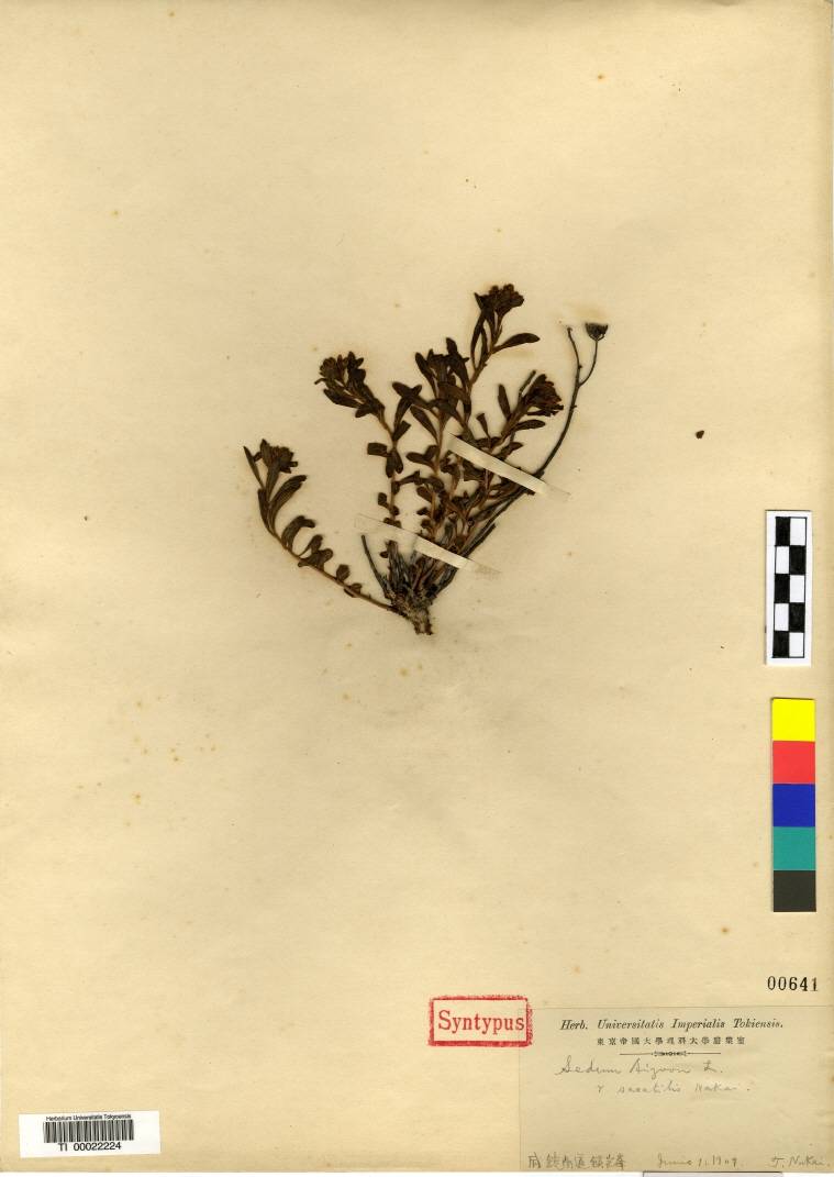Crassulaceae image