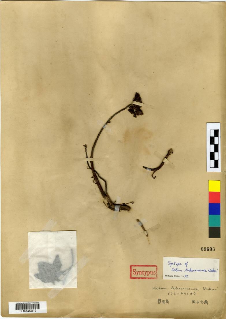 Phedimus kamtschaticus image