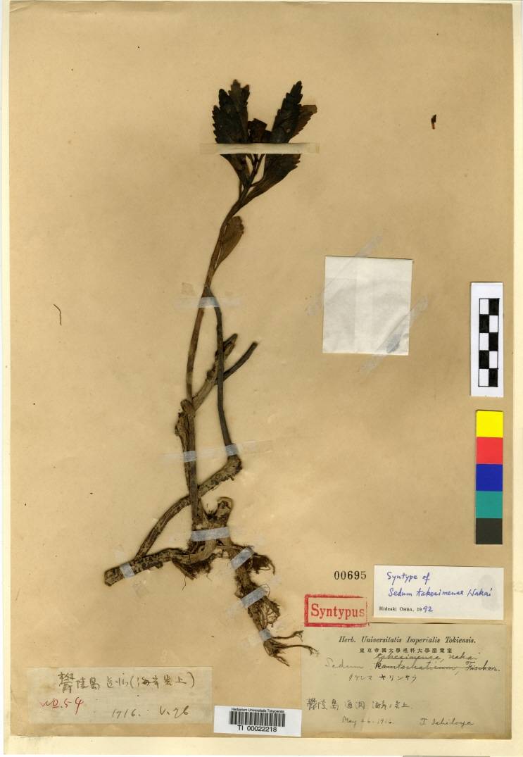 Phedimus kamtschaticus image