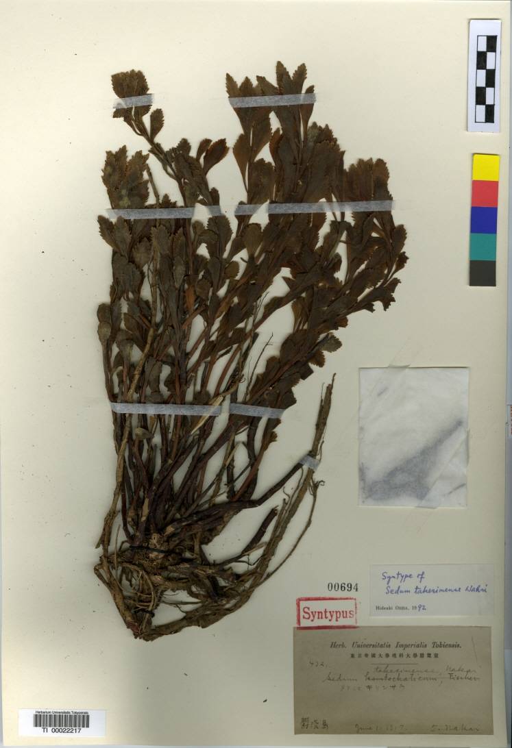 Crassulaceae image
