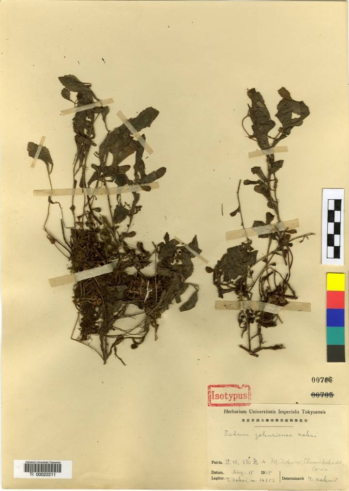 Phedimus middendorffianus image