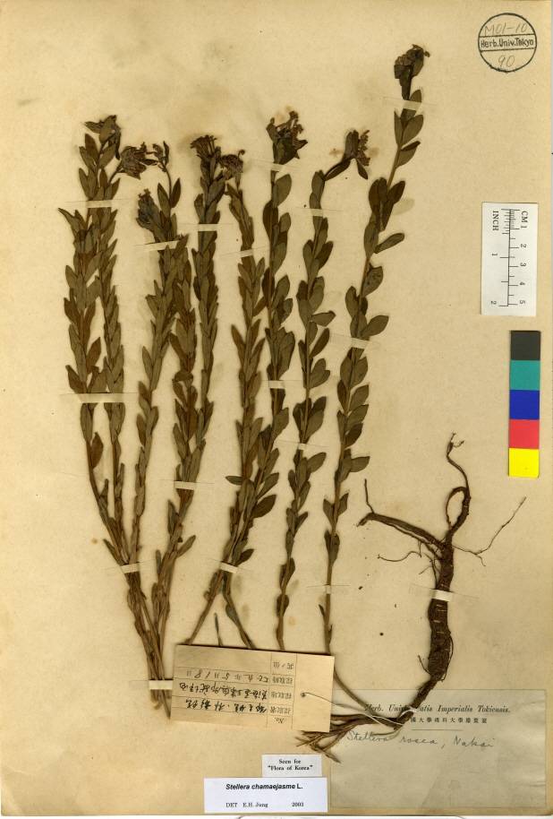 Thymelaeaceae image