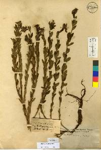 Stellera chamaejasme image