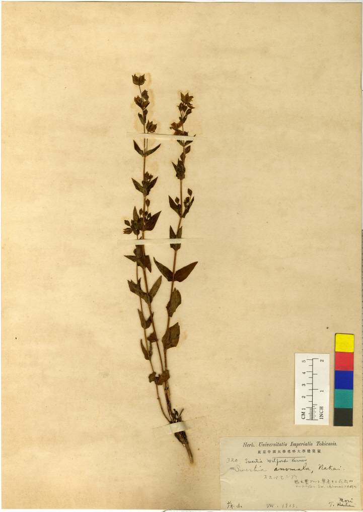 Gentianaceae image