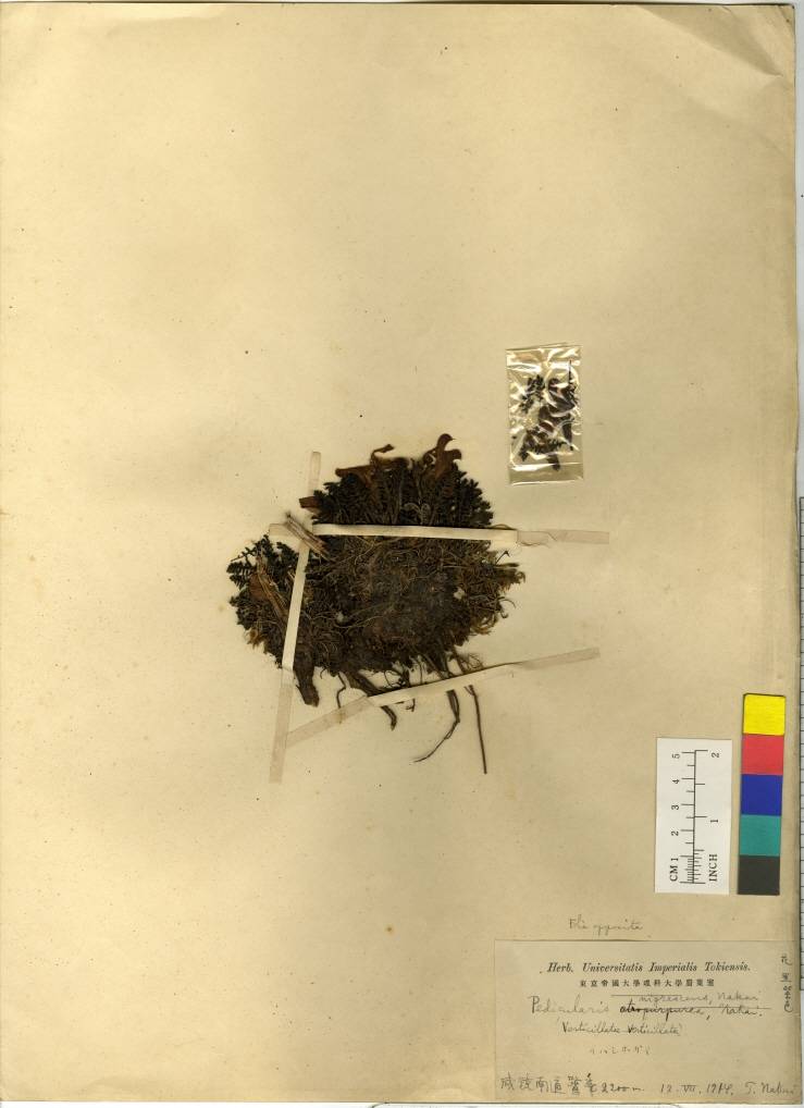Pedicularis mandshurica image