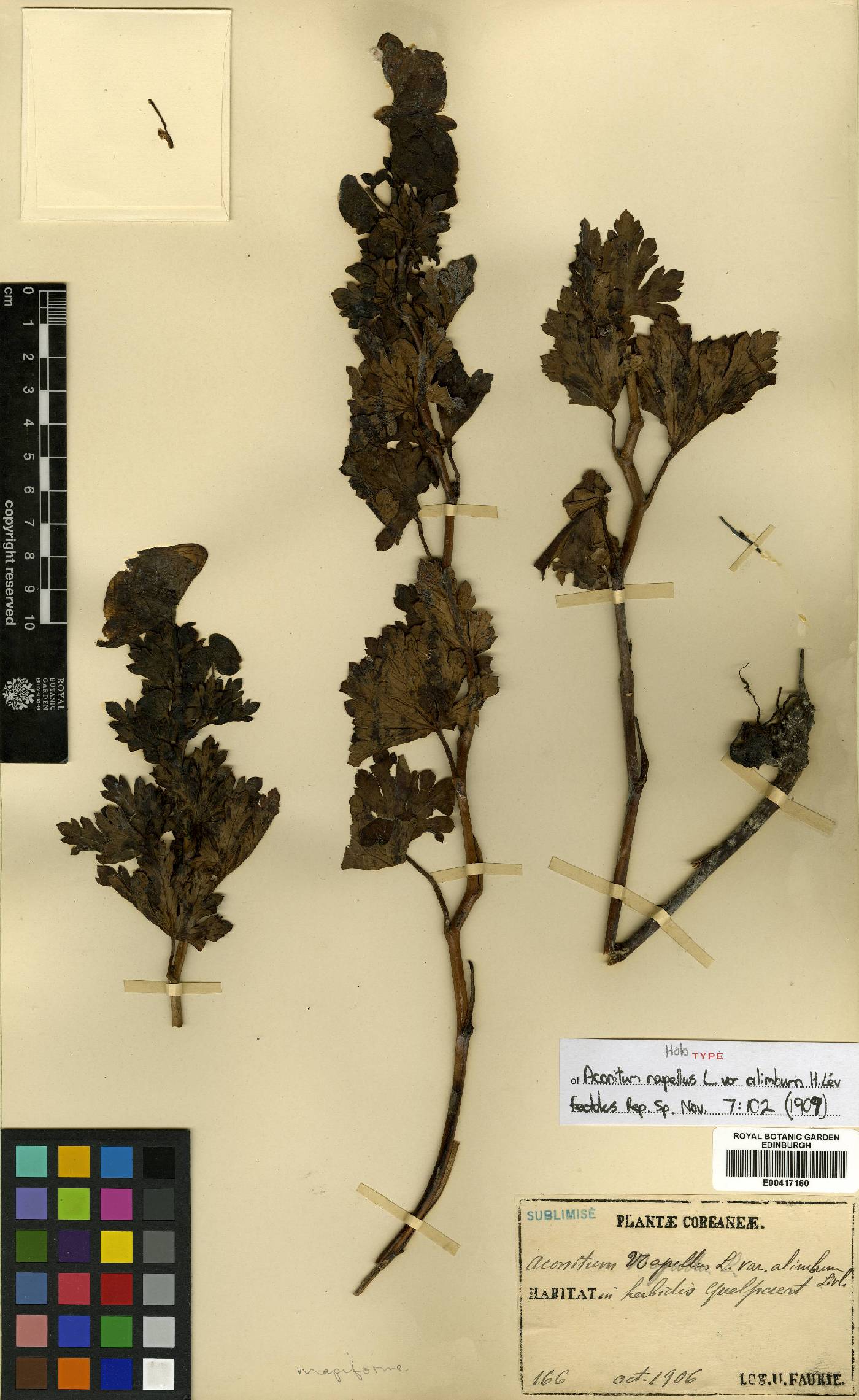 Aconitum japonicum image
