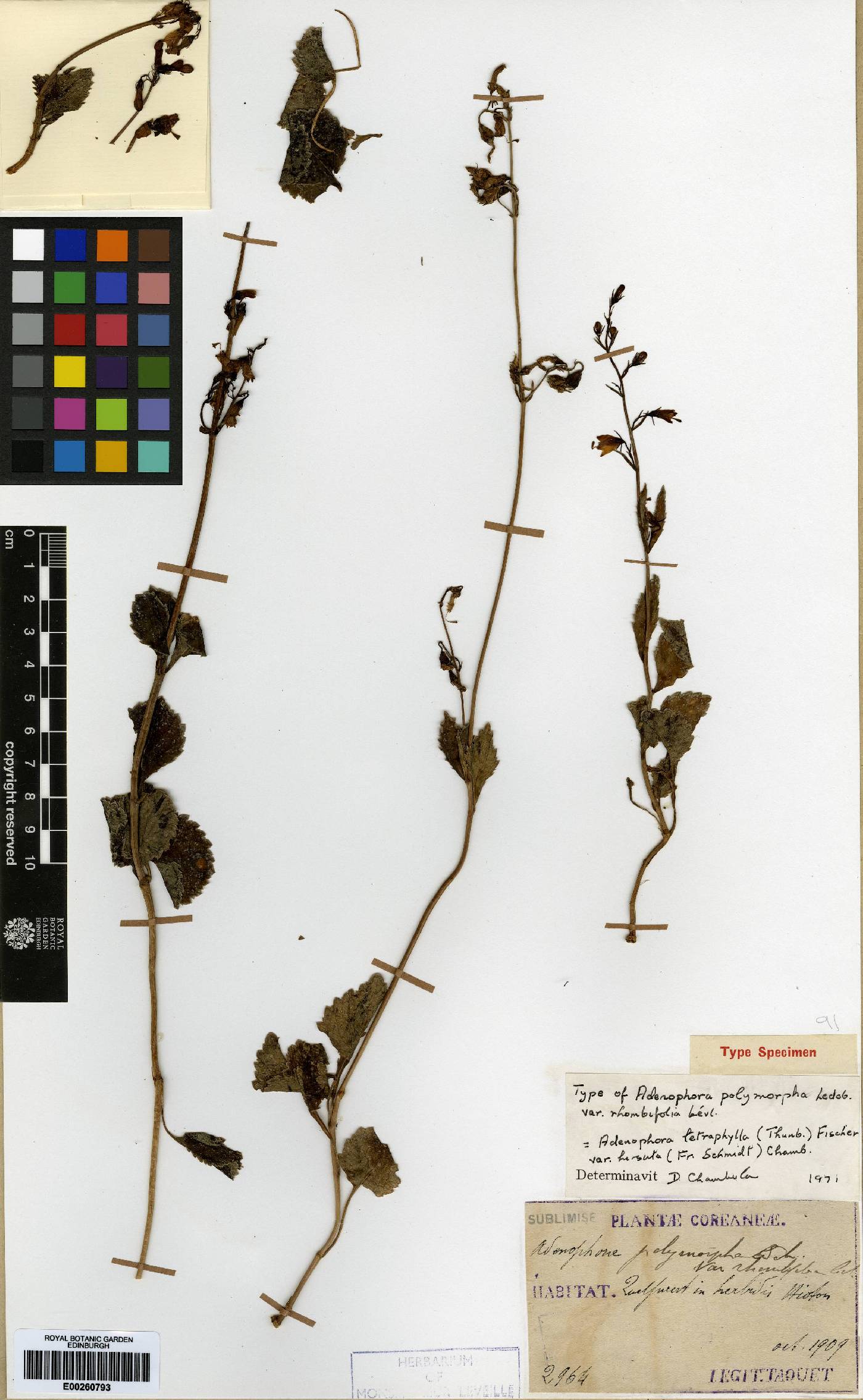 Adenophora liliifolia image