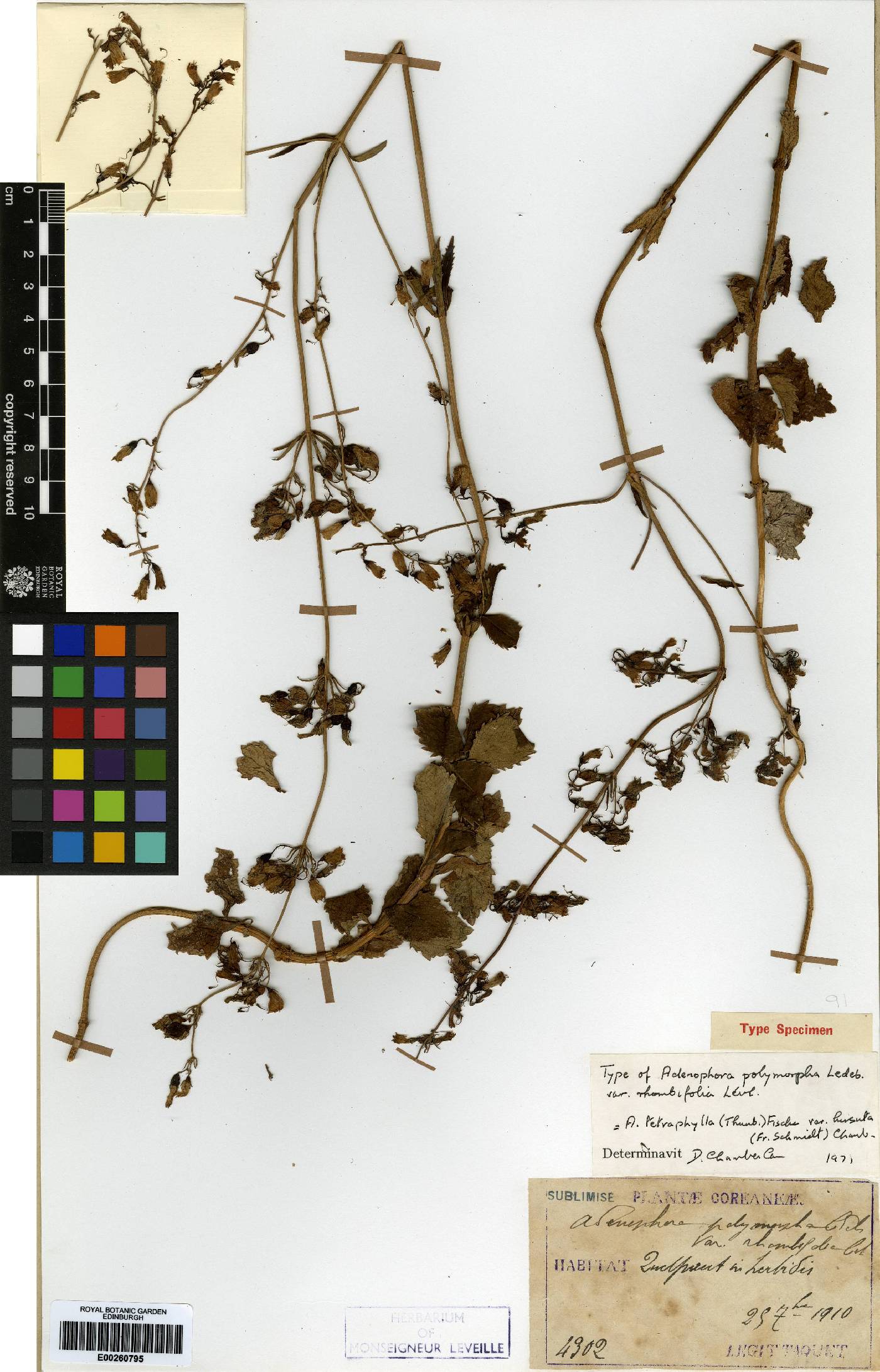 Adenophora liliifolia image