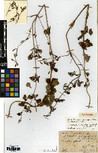 Adenophora liliifolia image