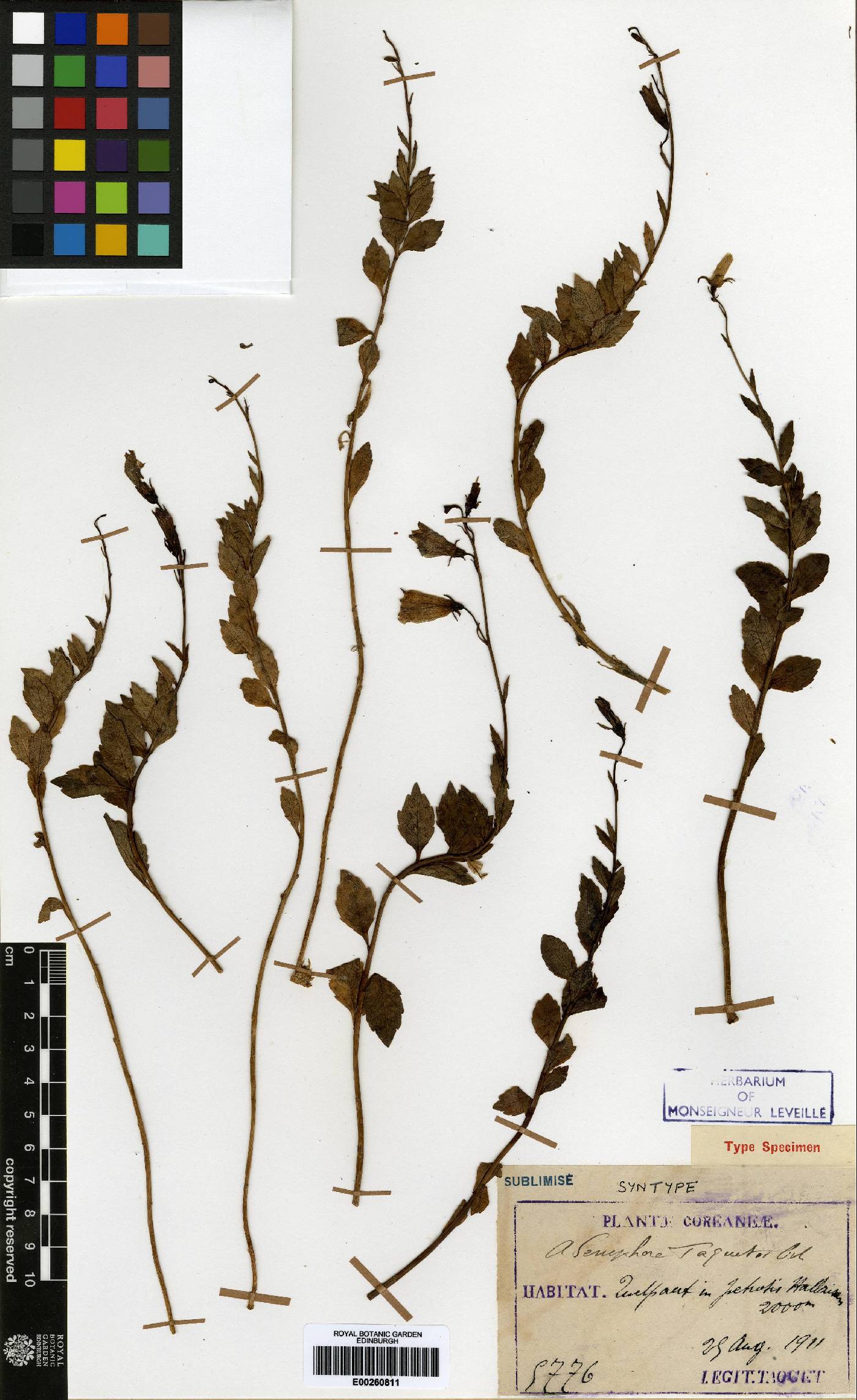 Adenophora gmelinii image