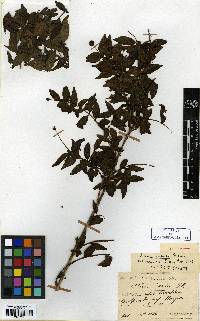 Adina rubella image