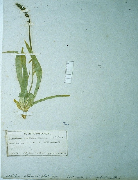 Aletris foliata image