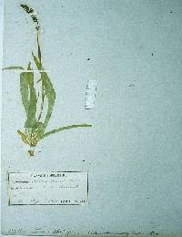 Image of Aletris foliata