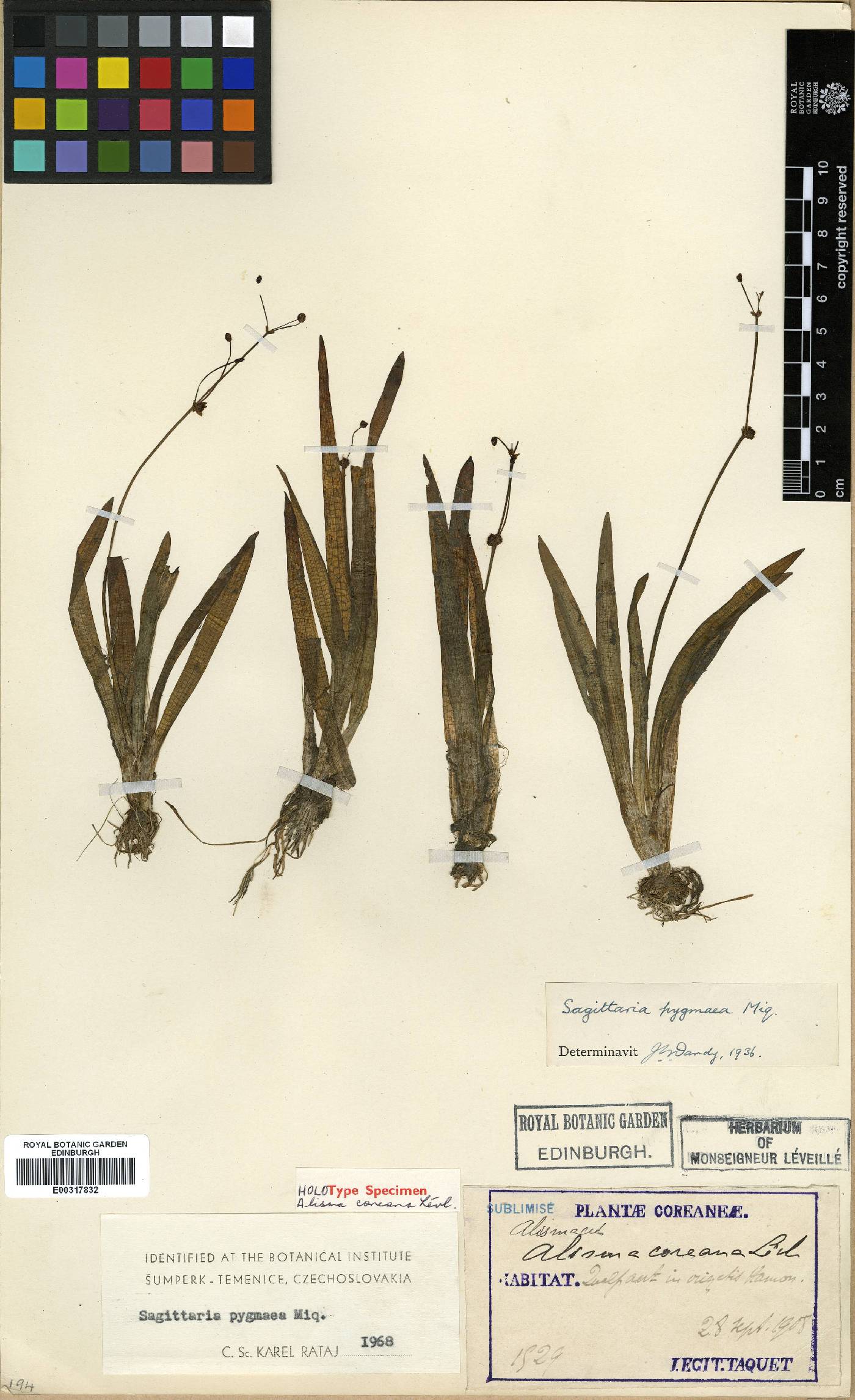 Alisma plantago-aquatica image