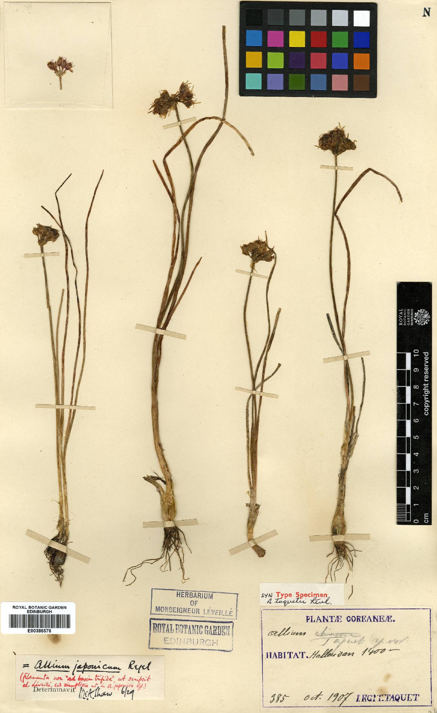 Allium thunbergii image