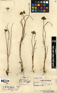 Allium thunbergii image