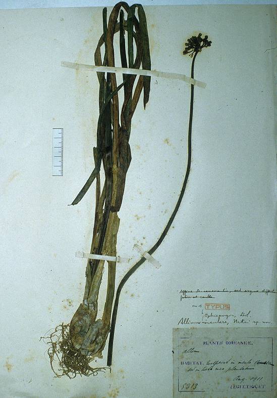 Allium thunbergii image