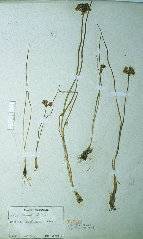 Allium image