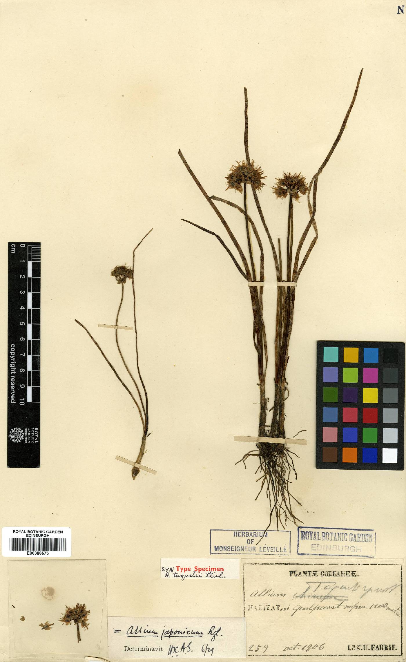 Allium thunbergii image