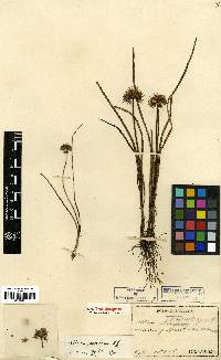 Allium thunbergii image