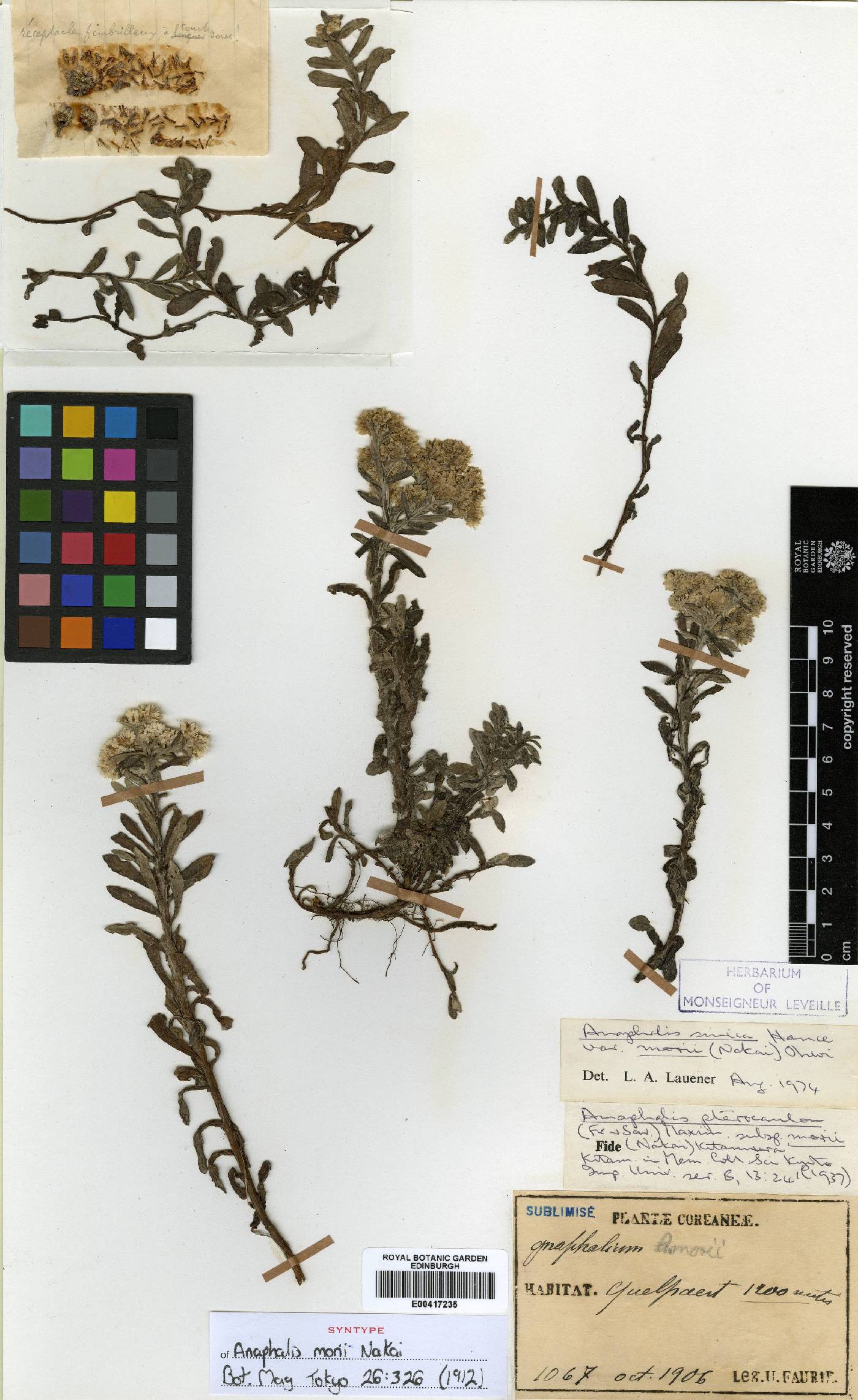 Anaphalis sinica image