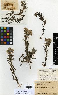 Anaphalis sinica image