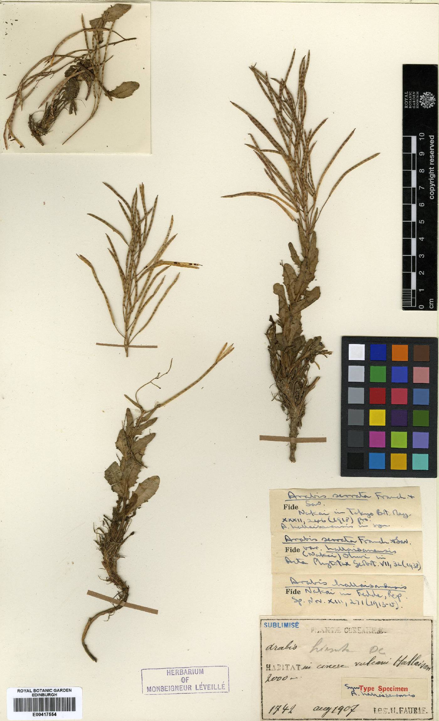 Arabis serrata image