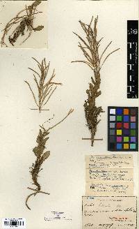 Arabis serrata image