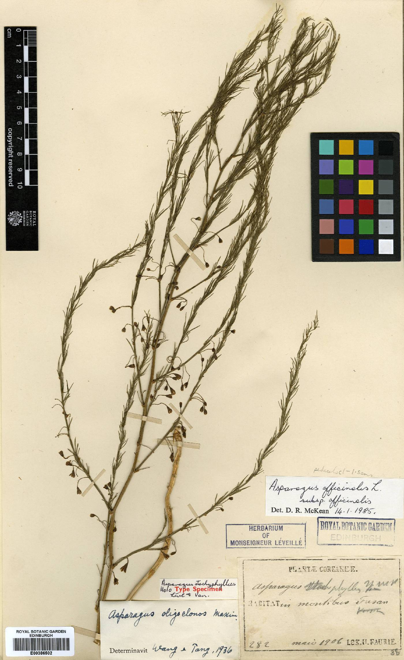 Asparagus image