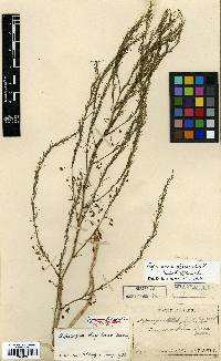 Image of Asparagus oligoclonos