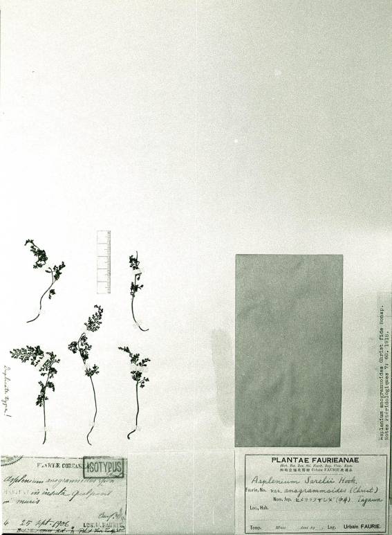Asplenium anogrammoides image