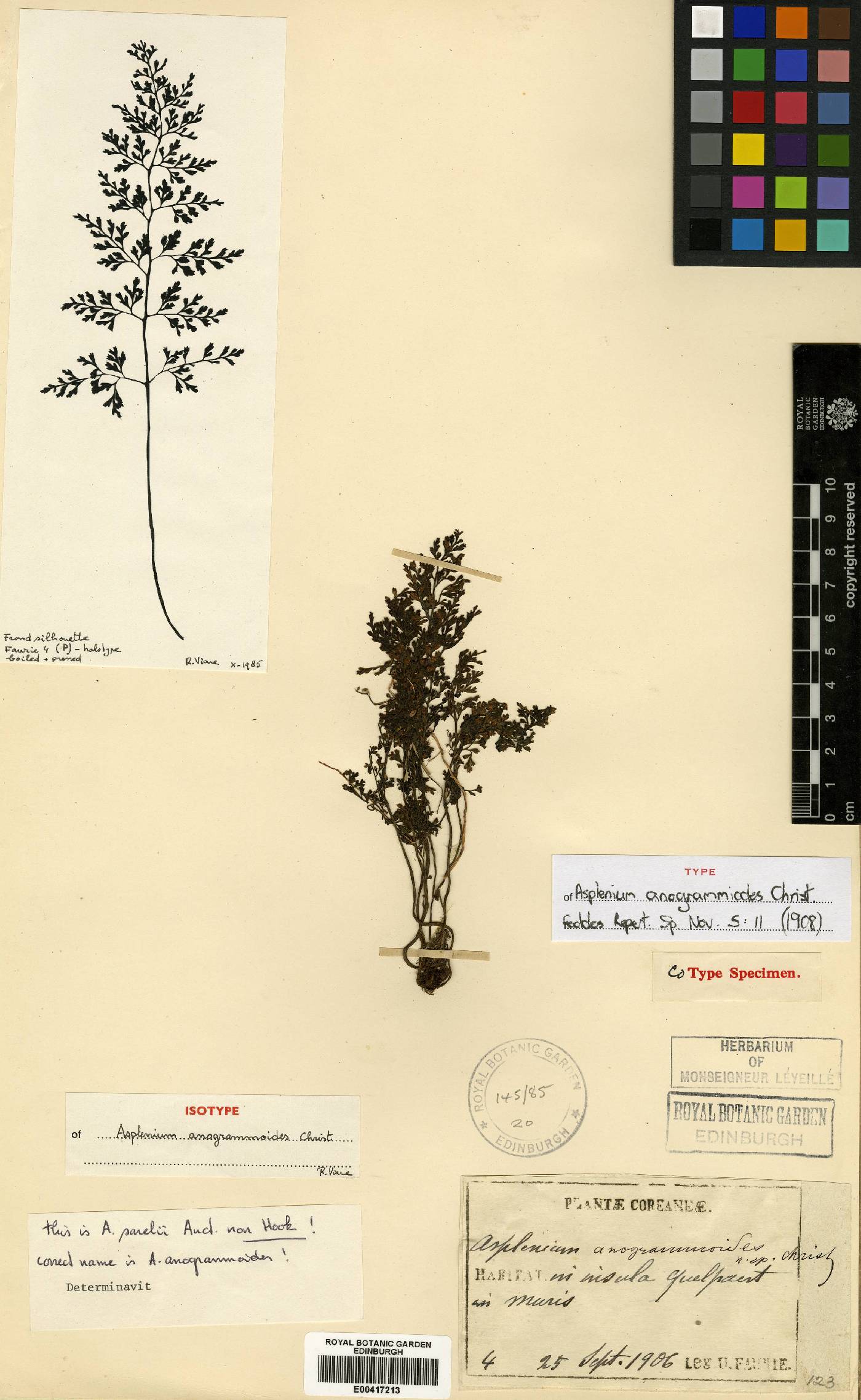 Asplenium anogrammoides image