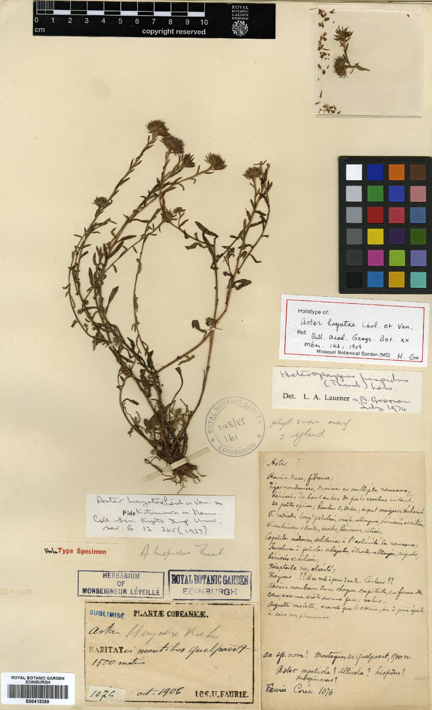 Aster hayatae image