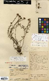 Image of Aster hayatae