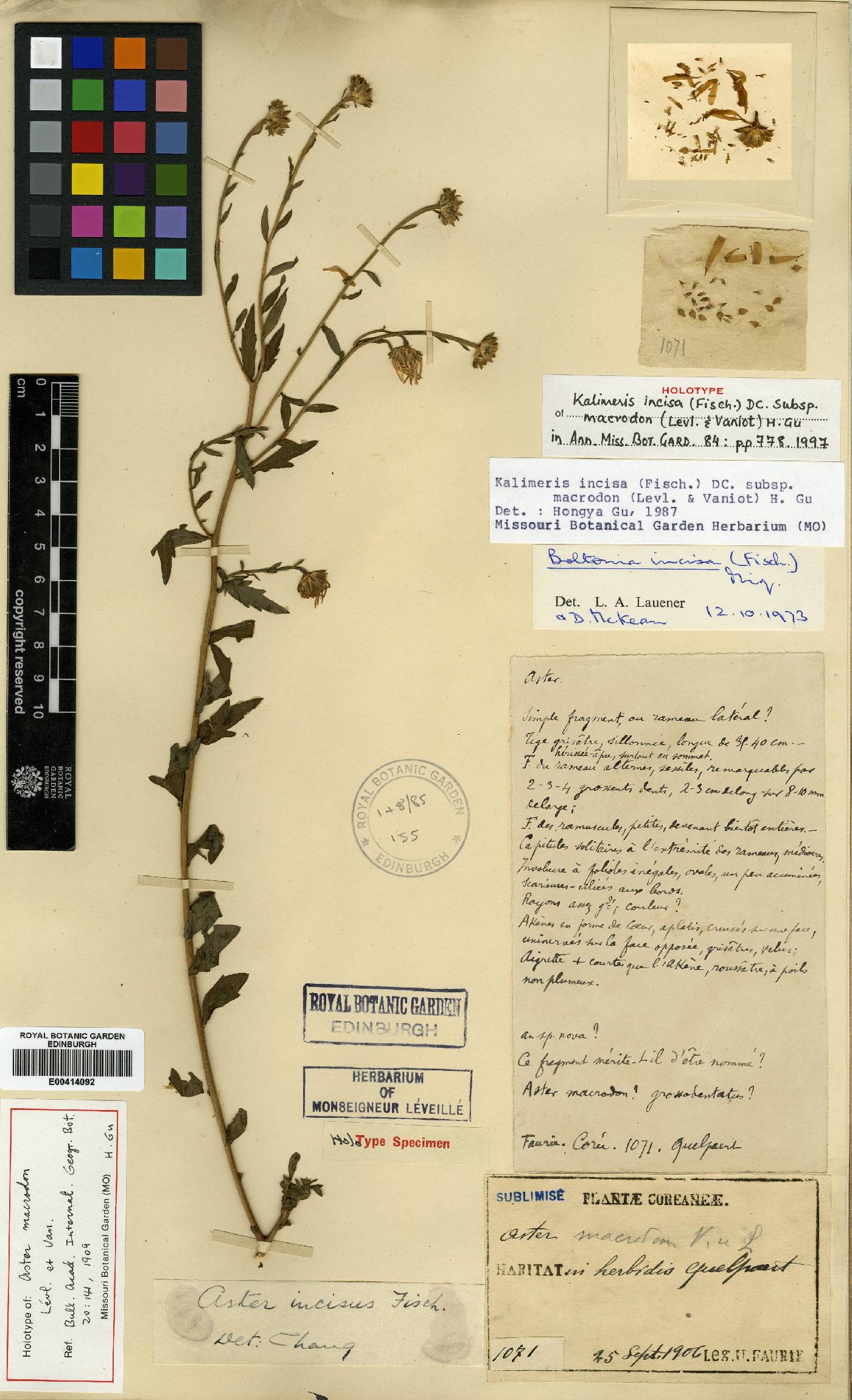 Aster incisus image