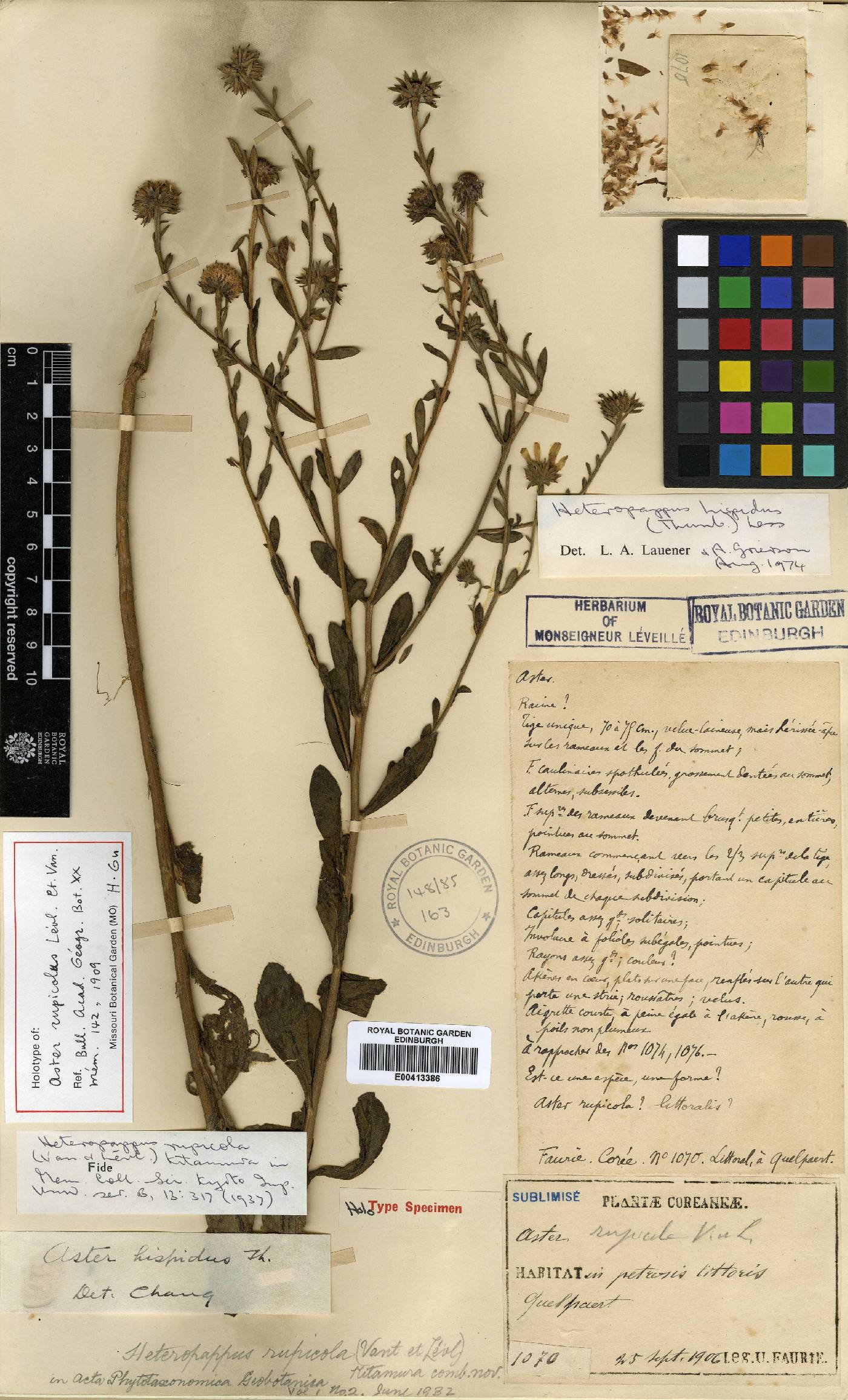 Aster hispidus image