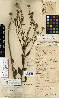 Aster hispidus image