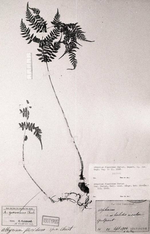 Athyrium yokoscense image