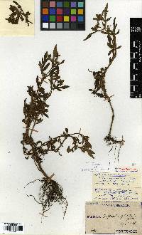 Image of Bidens pilosa
