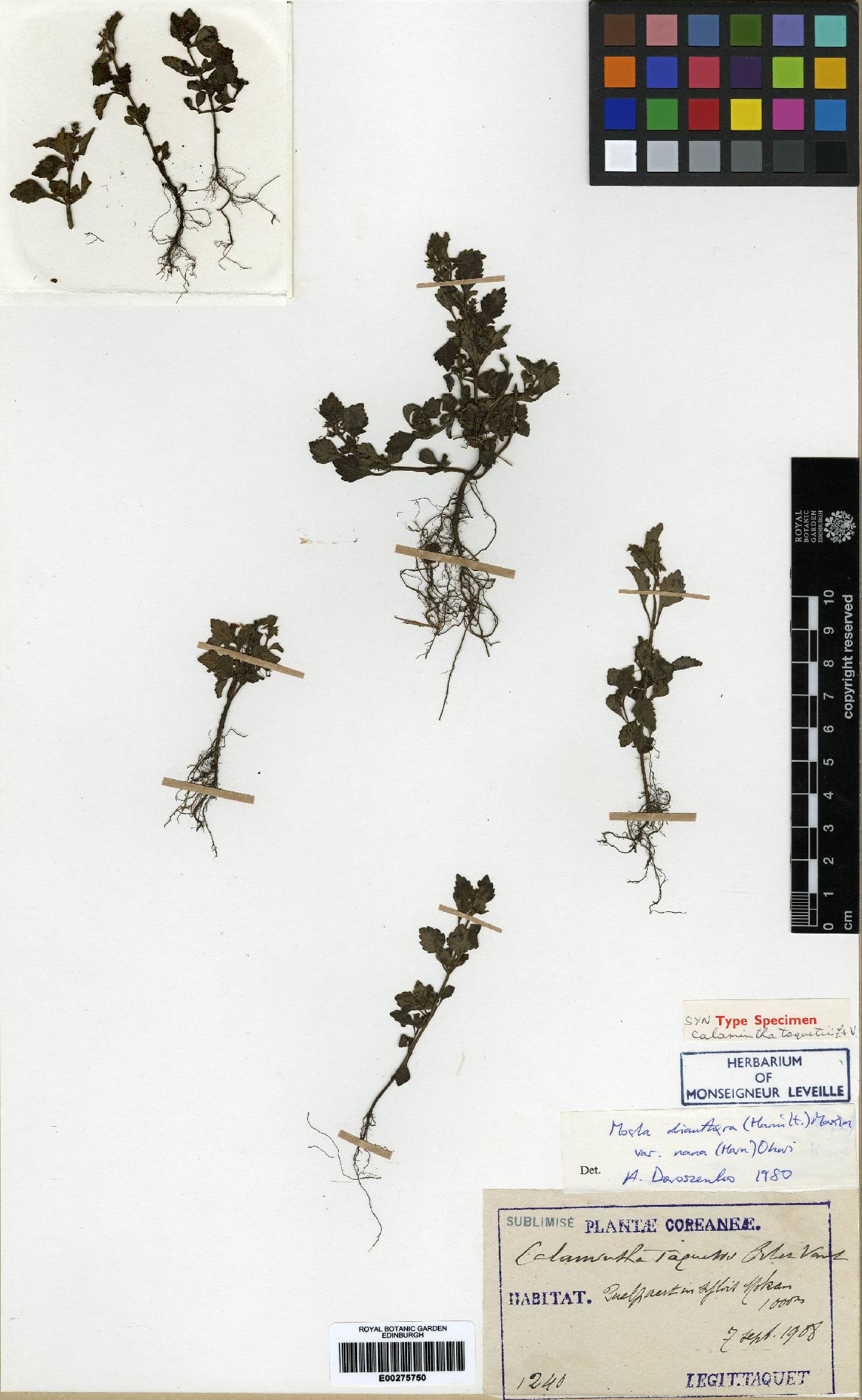 Clinopodium multicaule image