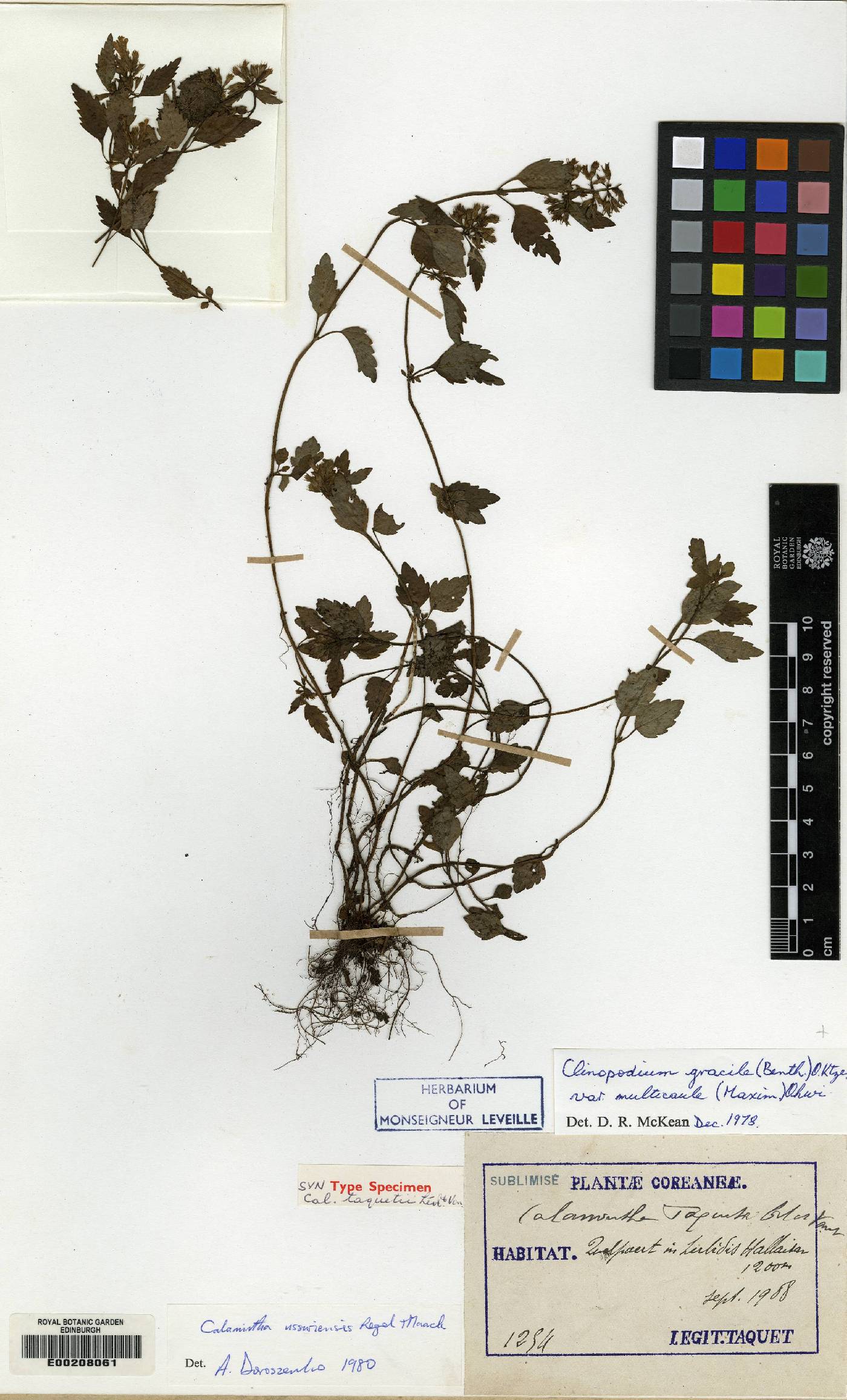 Clinopodium gracile image